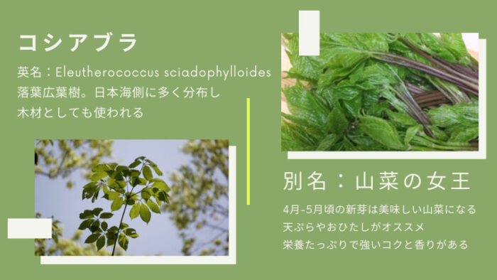 コシアブラ　別名「山菜の女王」英名：Eleutherococcus sciadophylloides
落葉広葉樹。日本海側に多く分布し木材としても使われる。4月-5月頃の新芽は美味しい山菜になる。天ぷらやおひたしがオススメ。栄養たっぷりで強いコクと香りがある。